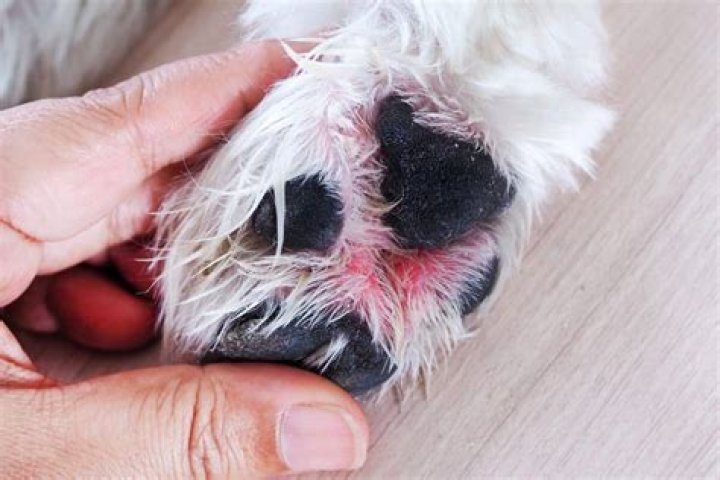 Are dogs paws OK walking in snow?