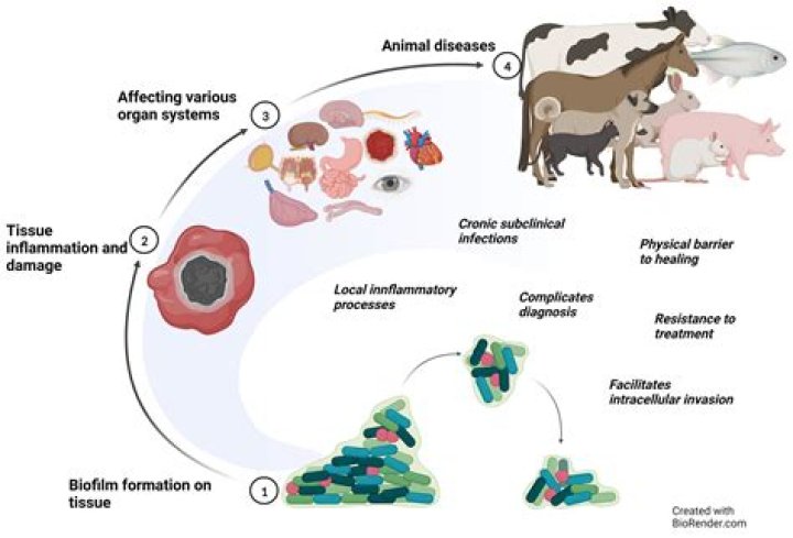 Are most diseases caused by animals?