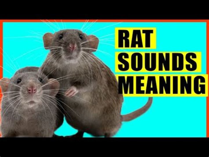 Are rats afraid of loud noises?