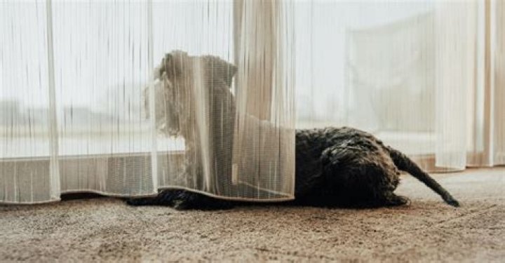 At what age can a dog be left alone?