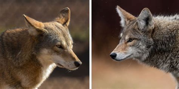 Can a wolf mate with a coyote?