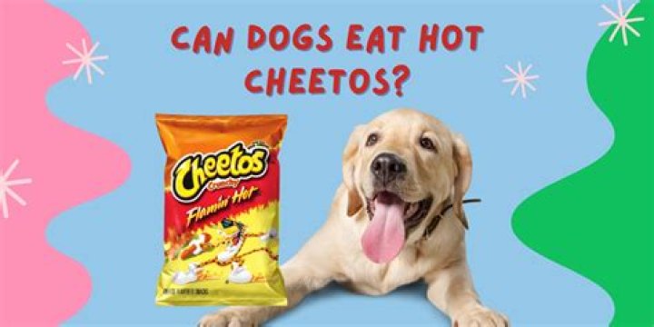 Can dogs eat Hot Cheetos?