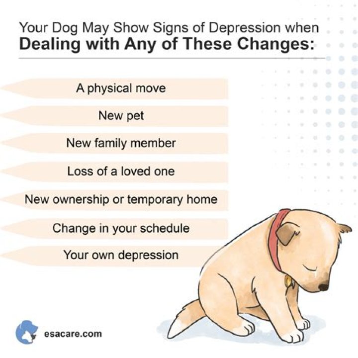 Can dogs tell when you are sad?