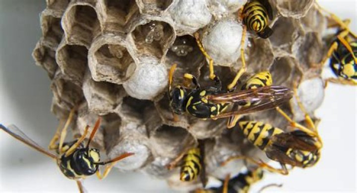Can wasps build nests in walls?