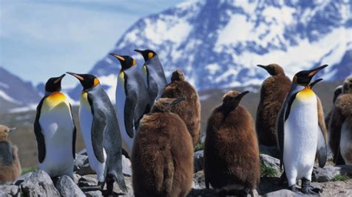 Can you pet wild penguins?