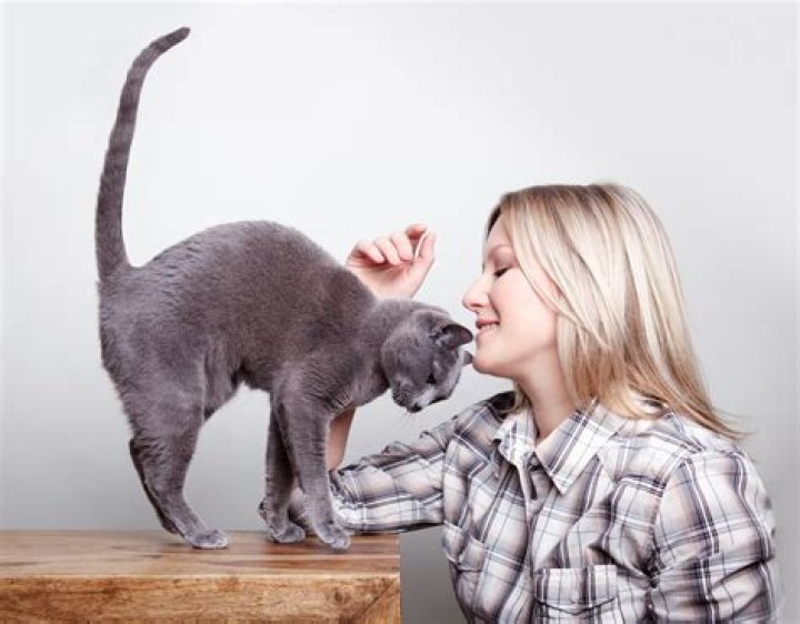 Do cats recognize their owners scent?