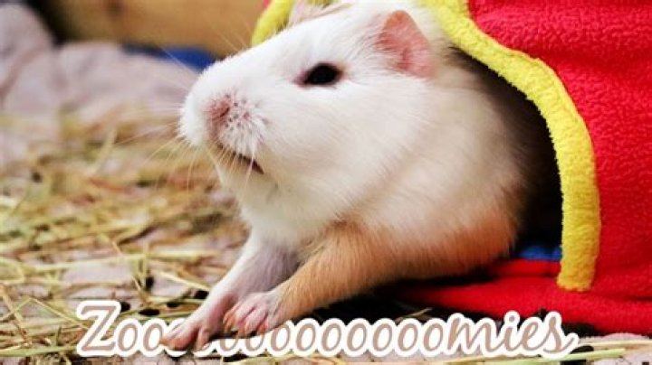 Do guinea pigs get Zoomies?