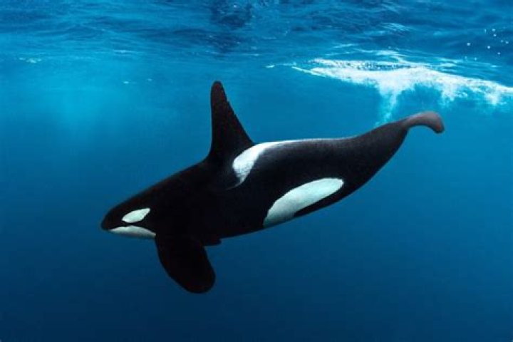 Do orcas have feelings?