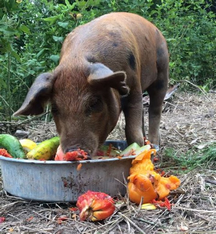 Do pigs eat carrots?