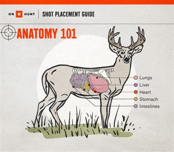 How long can a one lung hit deer live?