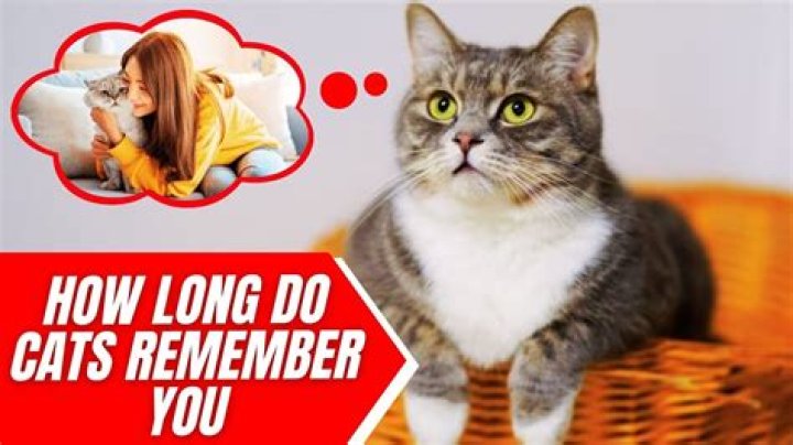How long do cats remember their owners?