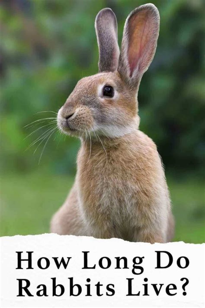 How long do rabbits live naturally?
