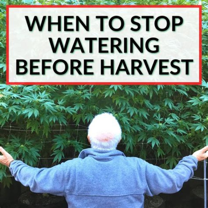 How many days before harvest should I stop watering?