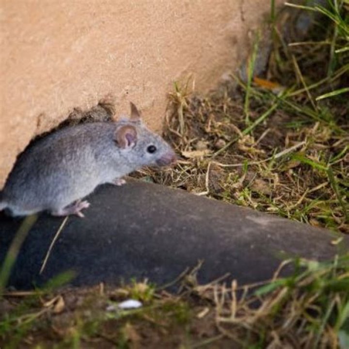 How many mice usually infest a house?