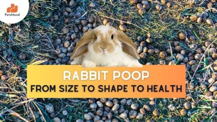 How often do bunnies poop and pee?