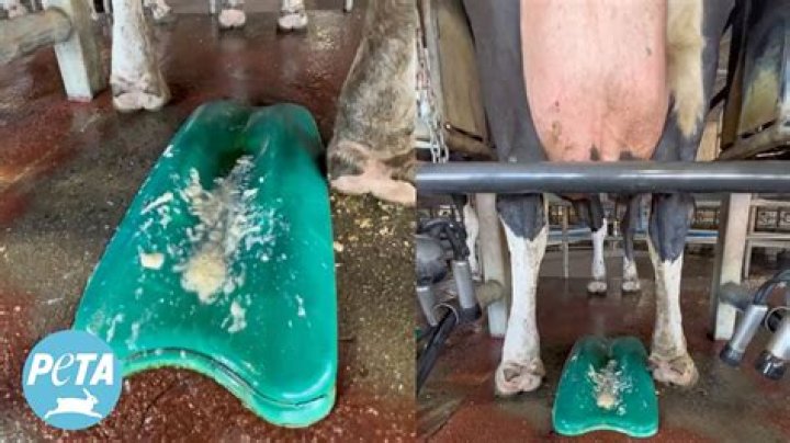 Is there pus in cheese?