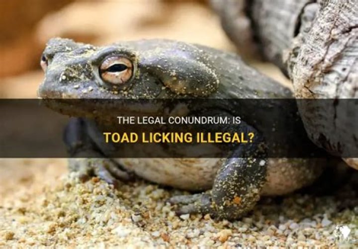 Is toad licking illegal?