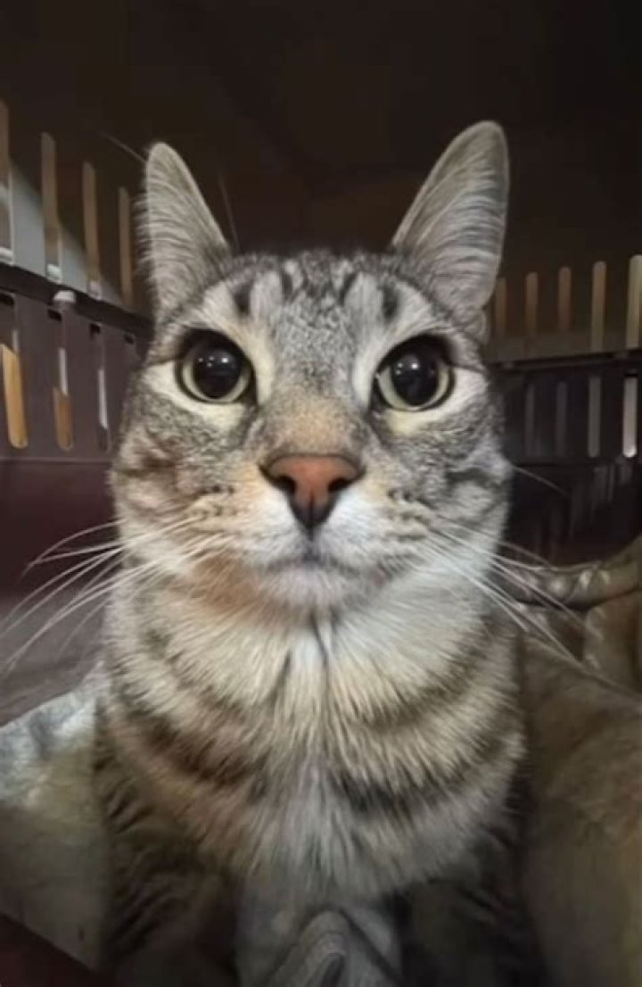 Should I stare at my cat?