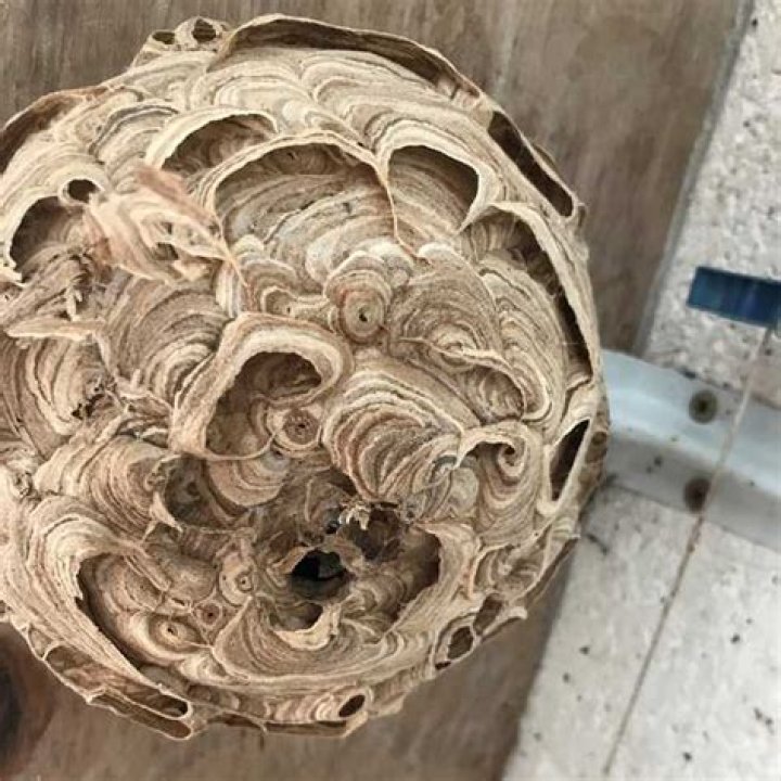 Should you remove old wasp nests?