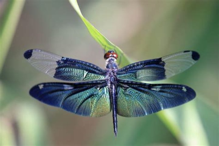 What do green dragonflies symbolize?