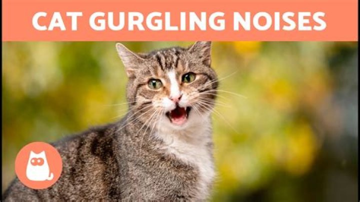 What does it mean when my cat makes a huffing noise?