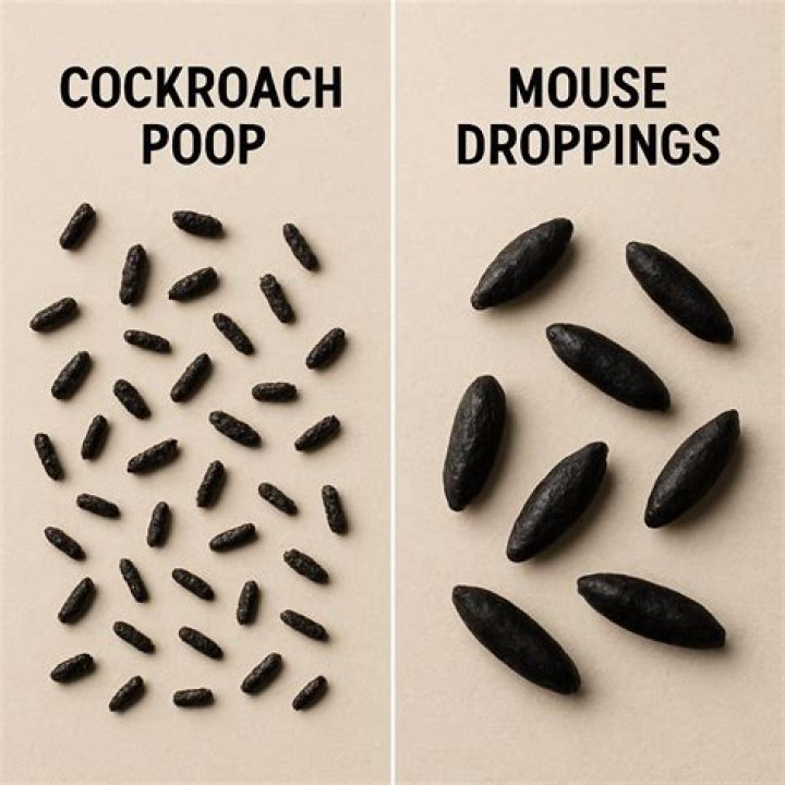 What happens if I vacuum mouse droppings?