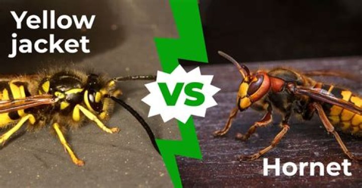 What hurts more hornet or yellow jacket?