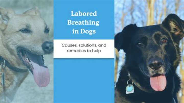 What is dog labored breathing?