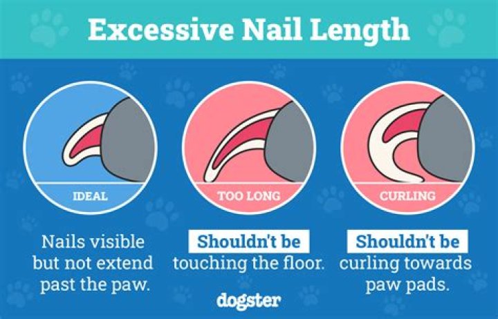 What is the easiest way to cut your dog's nails?