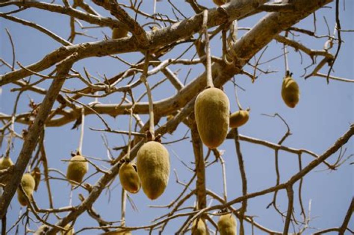 What is the fruit of the baobab tree called?