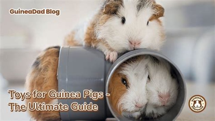 What kind of toys do guinea pigs play with?