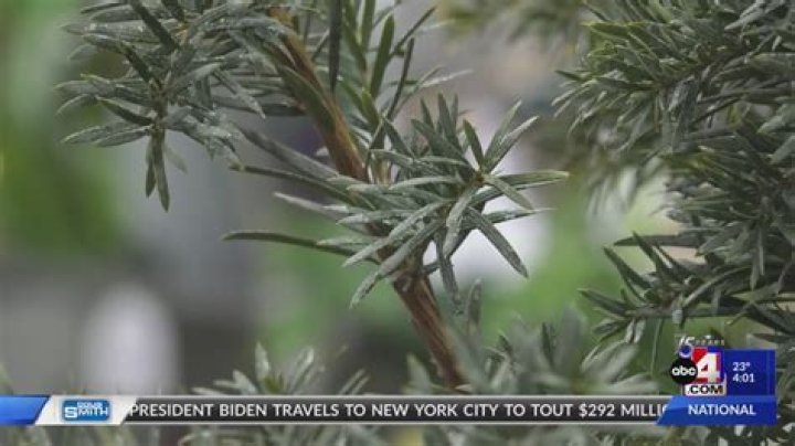 What plant kills deer?