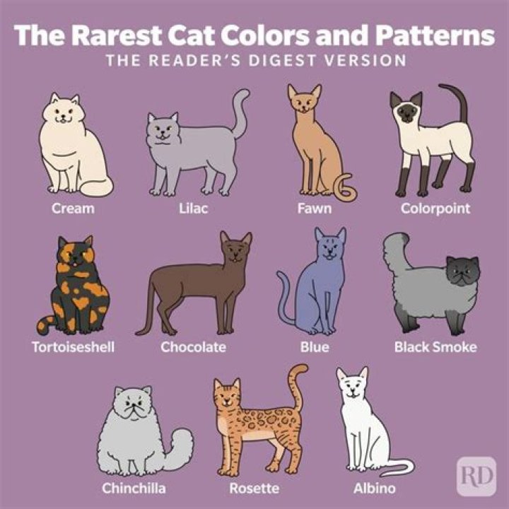 Which color cat is the best?