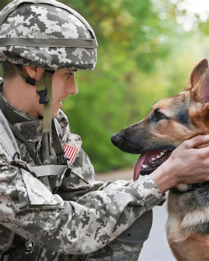 Why are military dogs one rank above their handlers?