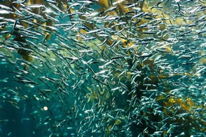 Why are sardines high in arsenic?