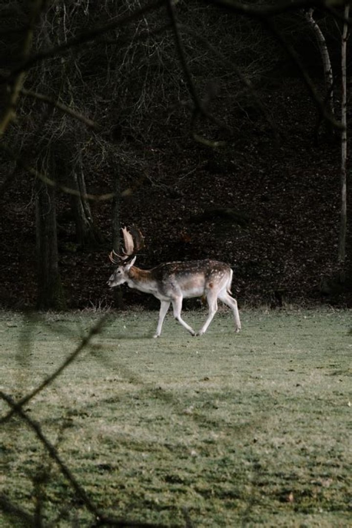 Why do deer scream at night?