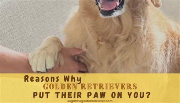 Why do dogs put their paw on you when you're petting them?