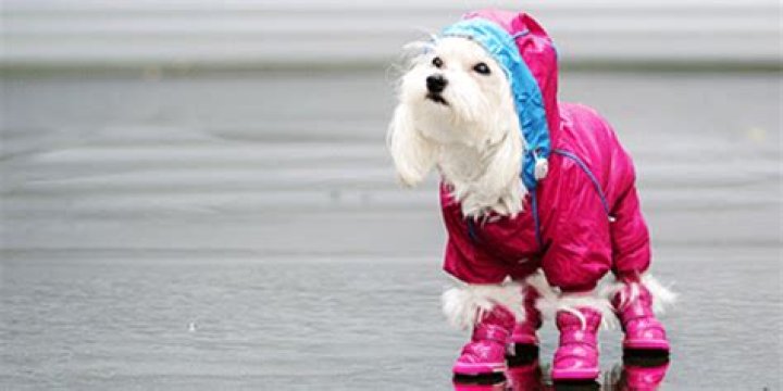 Why do dogs walk funny in boots?
