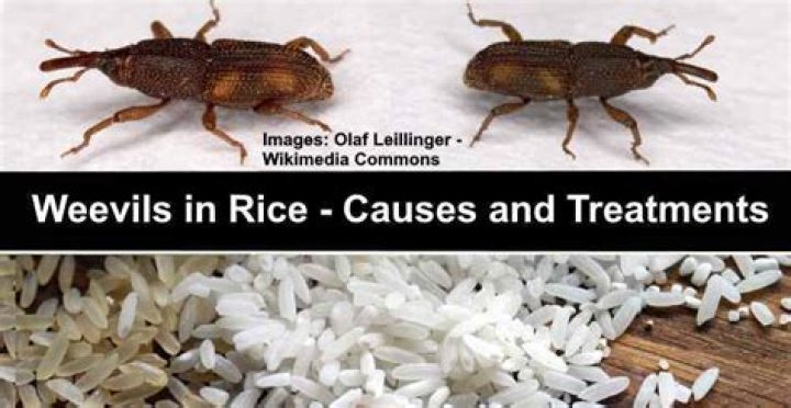 Why do rice weevils come in the house?