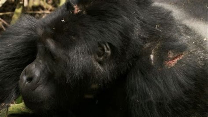 Why do Silverbacks beat their chest?