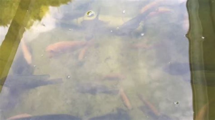 Will fish naturally appear in a pond?