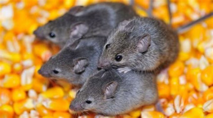 Will mice leave if cold?